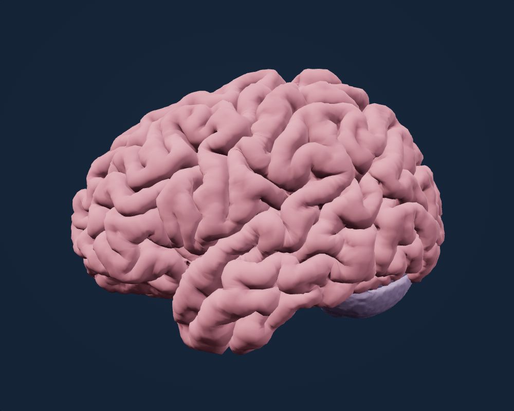 Matte pink cerebral surface with a lavender cerebellum on navy